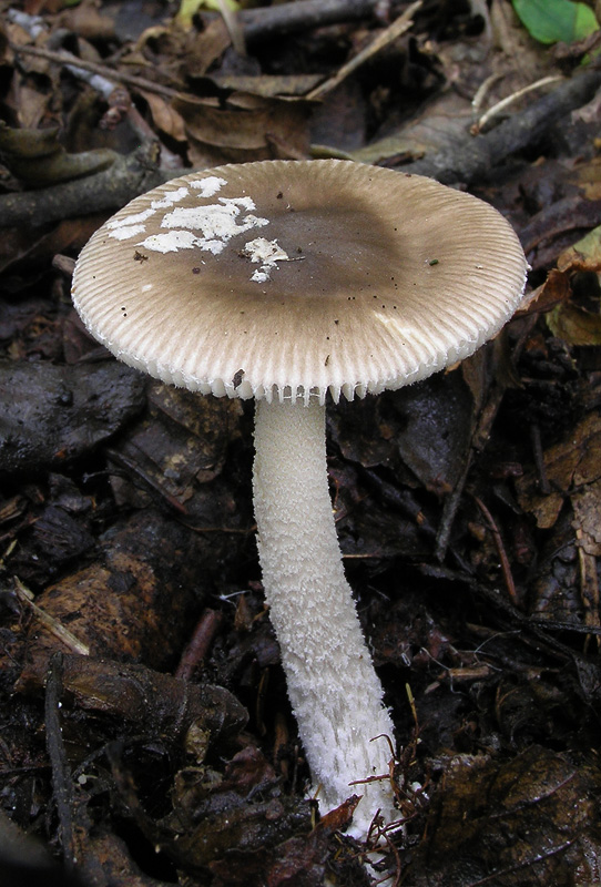 Amanita friabilis